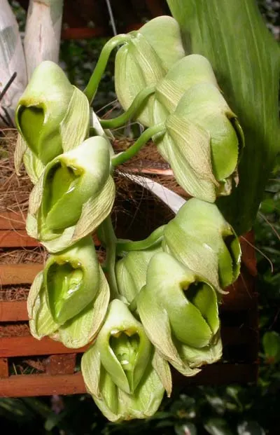 Catasetum macroglossum