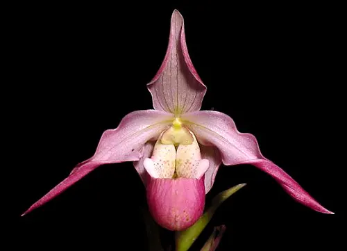 Phragmipedium Sedenii