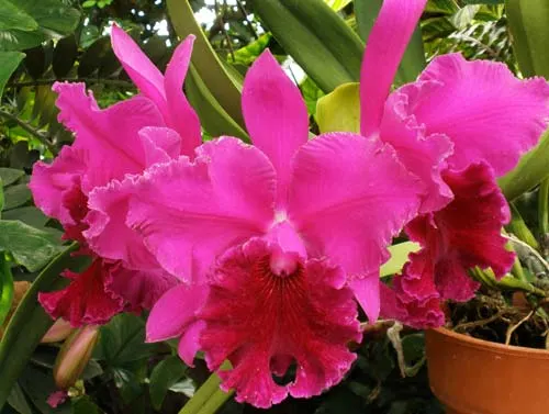 Brassolaeliocattleya Memoria Crispin Rosales 'Victory'