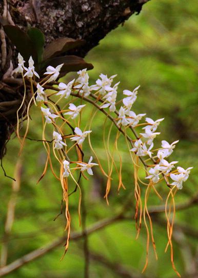 Aerangis verdickii