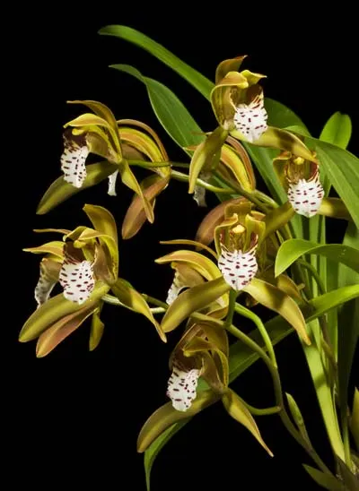 Cymbidium tigrinum 'Marni'