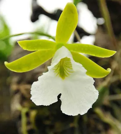 Encyclia mariae x citrina