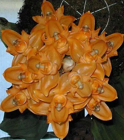Stanhopea anfracta