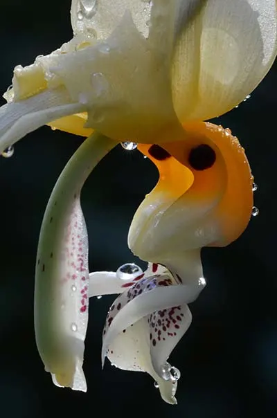 Stanhopea frymirei