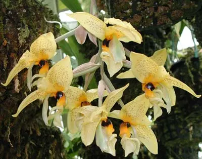 Stanhopea greerii