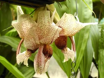 Stanhopea napoensis