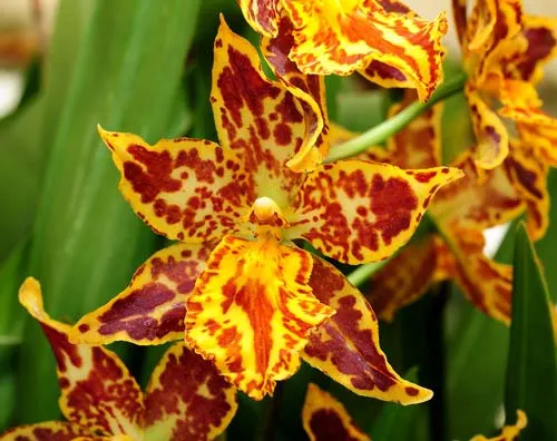 Wilsonara Tiger Glow