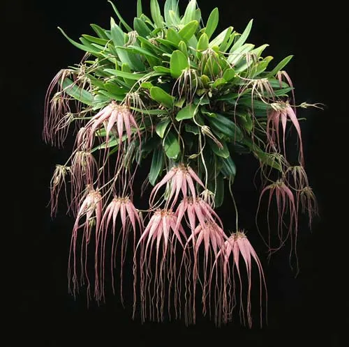 Bulbophyllum Santa Claus