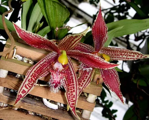 Paphinia litensis