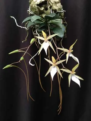 Aerangis fuscata