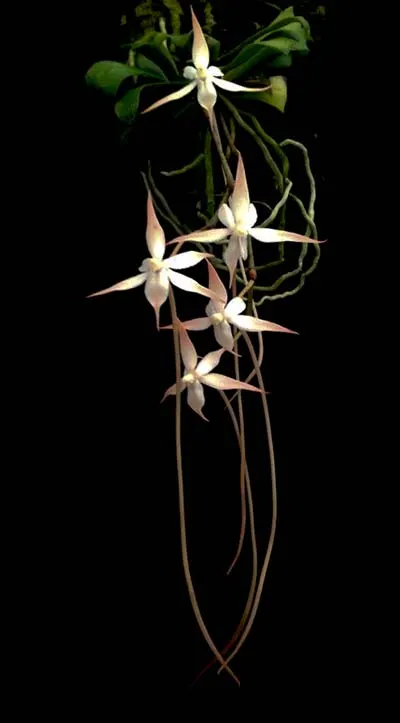 Aerangis distincta x modesta