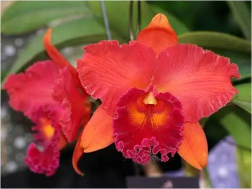 Brassolaeliocattleya Eve Marie Barnett