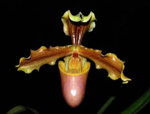 Paphiopedilum herrmannii
