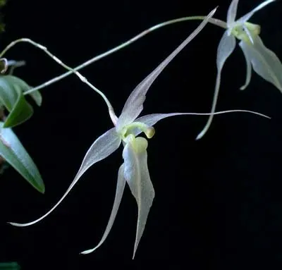 Homalopetalum pumilio