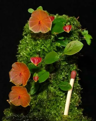 Lepanthes telipogoniflora