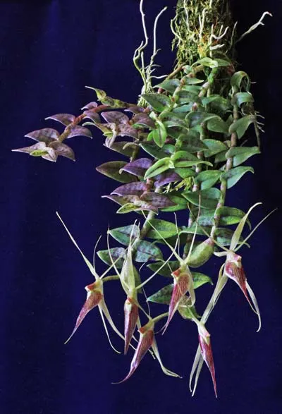 Epidendrum escobarianum