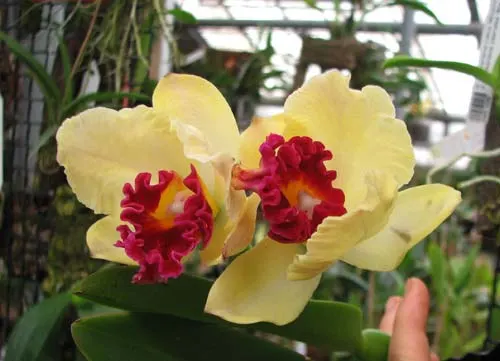 Sophrolaeliocattleya Endless Love 'Eros' (Lc. Tokyo Magic x Slc. Jeweler's Art)