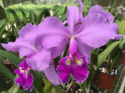 Cattleya warscewiczii (Colombia)