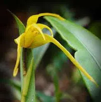 Maxillaria anatomorum