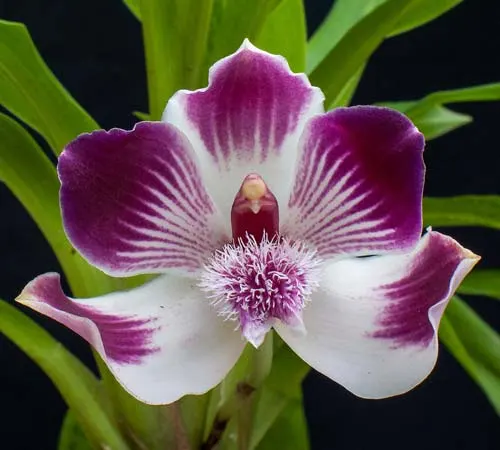 Pescatoria lehmannii