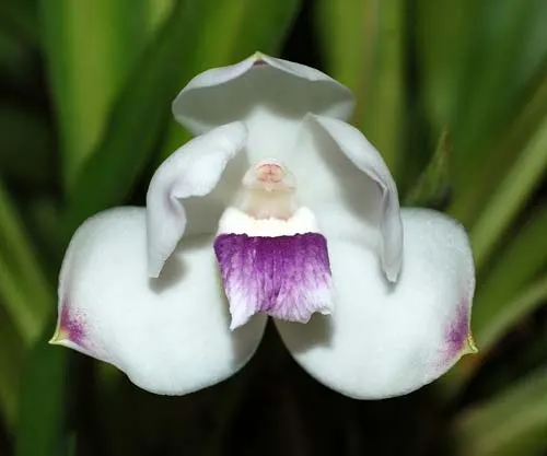Pescatoria wallisii