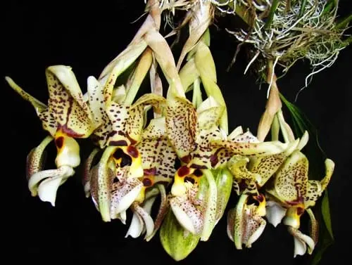 Stanhopea Assidensis