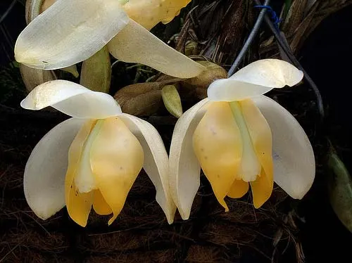 Stanhopea tricornis