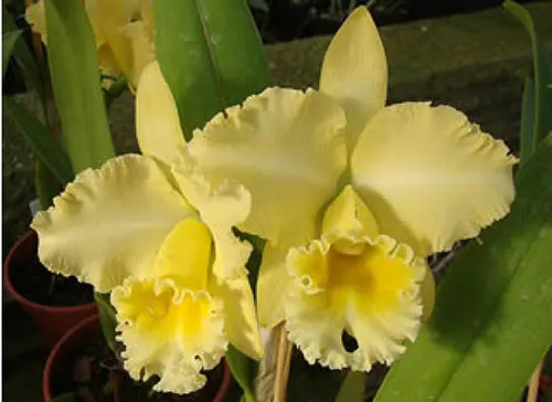 Brassolaeliocattleya Delta King Tangerglow (George King x John Sexton)