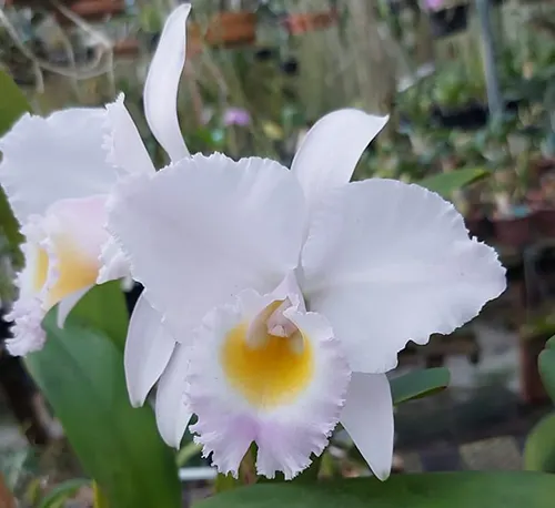 Cattleya trianae concolor x sib