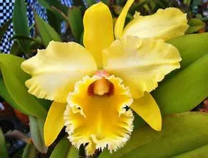 Brassolaeliocattleya Emily Simmons 'Mendenhall'