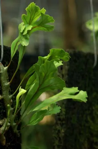 Lecanopteris sinuosa