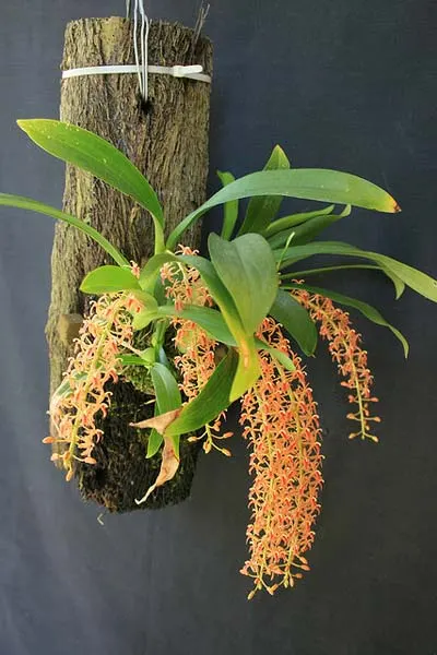 Liparis lacerata