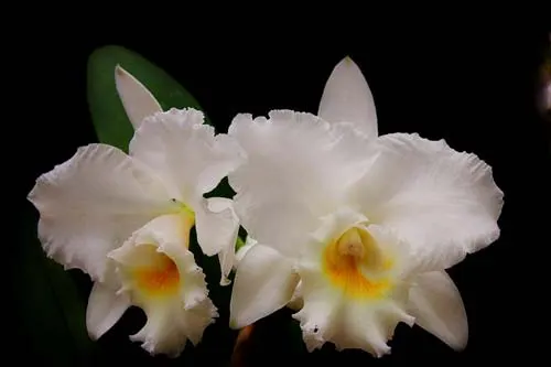 Cattleya Gertrude Hauserman x Cattleya labiata 'Volcano Queen'
