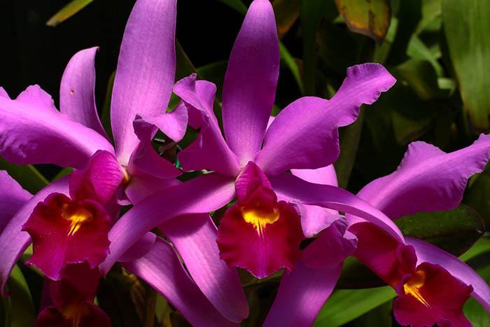 Cattleya gigas type x Cattleya violacea