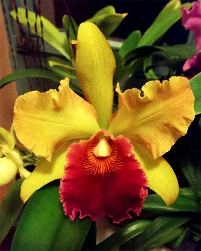 Cattleya rex x Cattleya mooreana