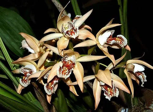 Coelogyne asperata