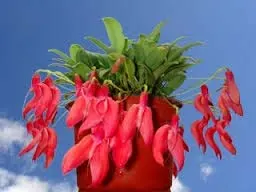 Masdevallia deformis