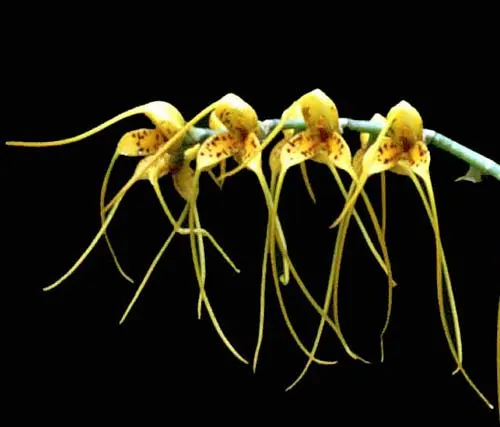 Masdevallia lehmannii