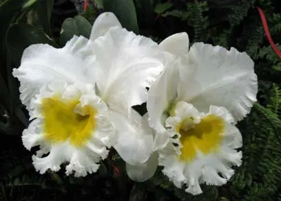 Brassolaeliocattleya Burdekin Wonder 'Lake Land' (Bc. Donna Kimura x Blc. Sylvia Fry)