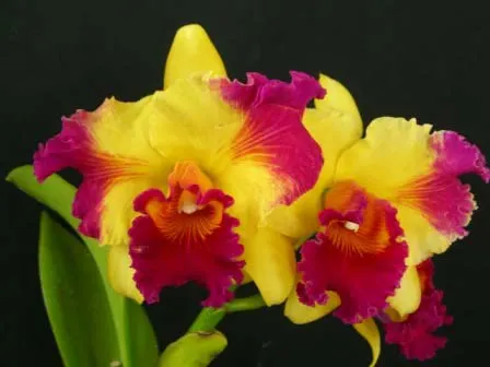 Brassolaeliocattleya Haw Yuan Grace 'Cat King' (C. Moscombe x Mem. Helen Brown)