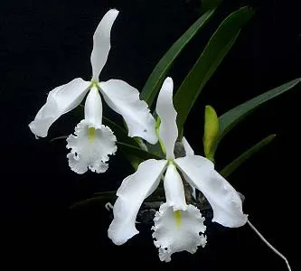 Cattleya maxima var. alba ('Konigin Sylva' x 'Hsinying')