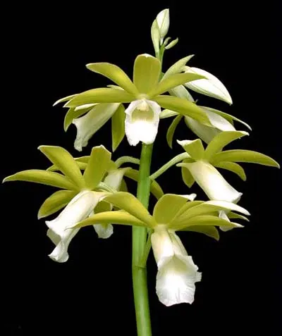 Phaius tankervilleae alba