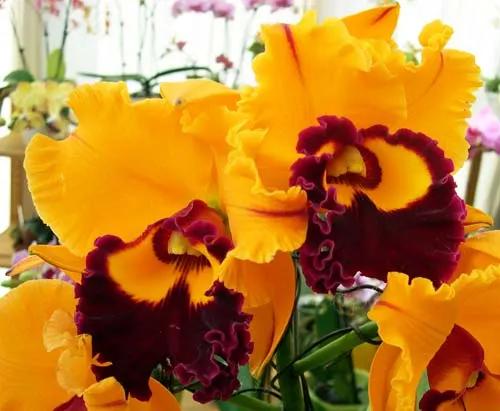 Rhyncholaeliocattleya Liu's Joyance 'Golden Leopard' (Chunyeah x Tainan Gold)