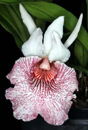 Chondranthes Andrea Niessen