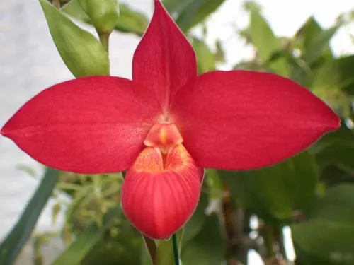 Phragmipedium Inca Fire (Andean Fire x besseae)