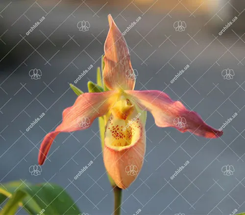 Phragmipedium Franz Glanz (richteri x besseae)