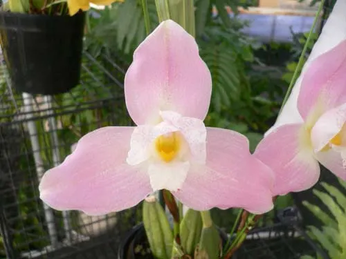 Lycaste Mercury 'Angel Song'