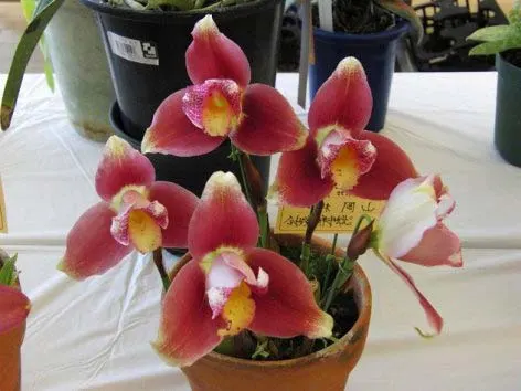 Lycaste Kiama 'Miss Kobe'