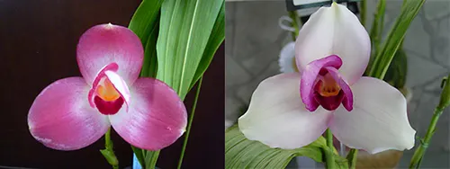 Lycaste Valentine (Cherish x Shonan Melody)