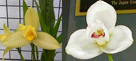 Lycaste Arisugawa (Kitayama x Shoalhaven 'Kyoto')
